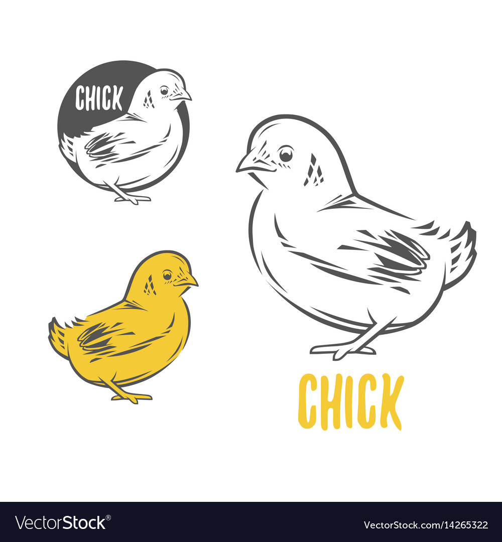 Chick Royalty Free Vector Image - VectorStock