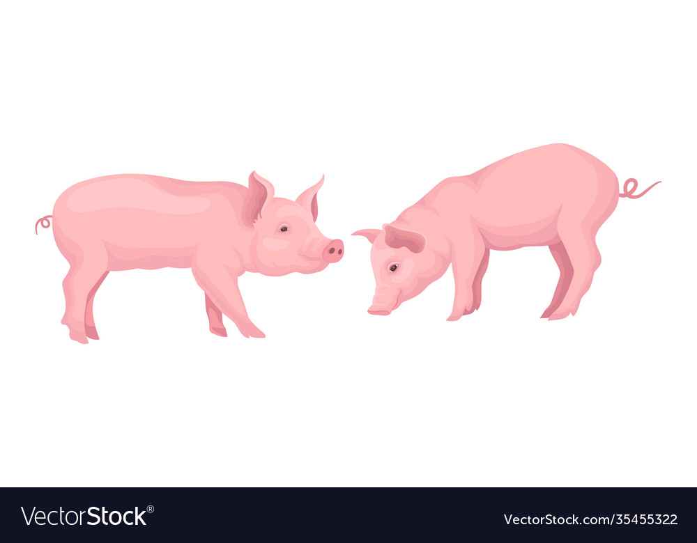 Pink pig as even-toed ungulate domestic animal