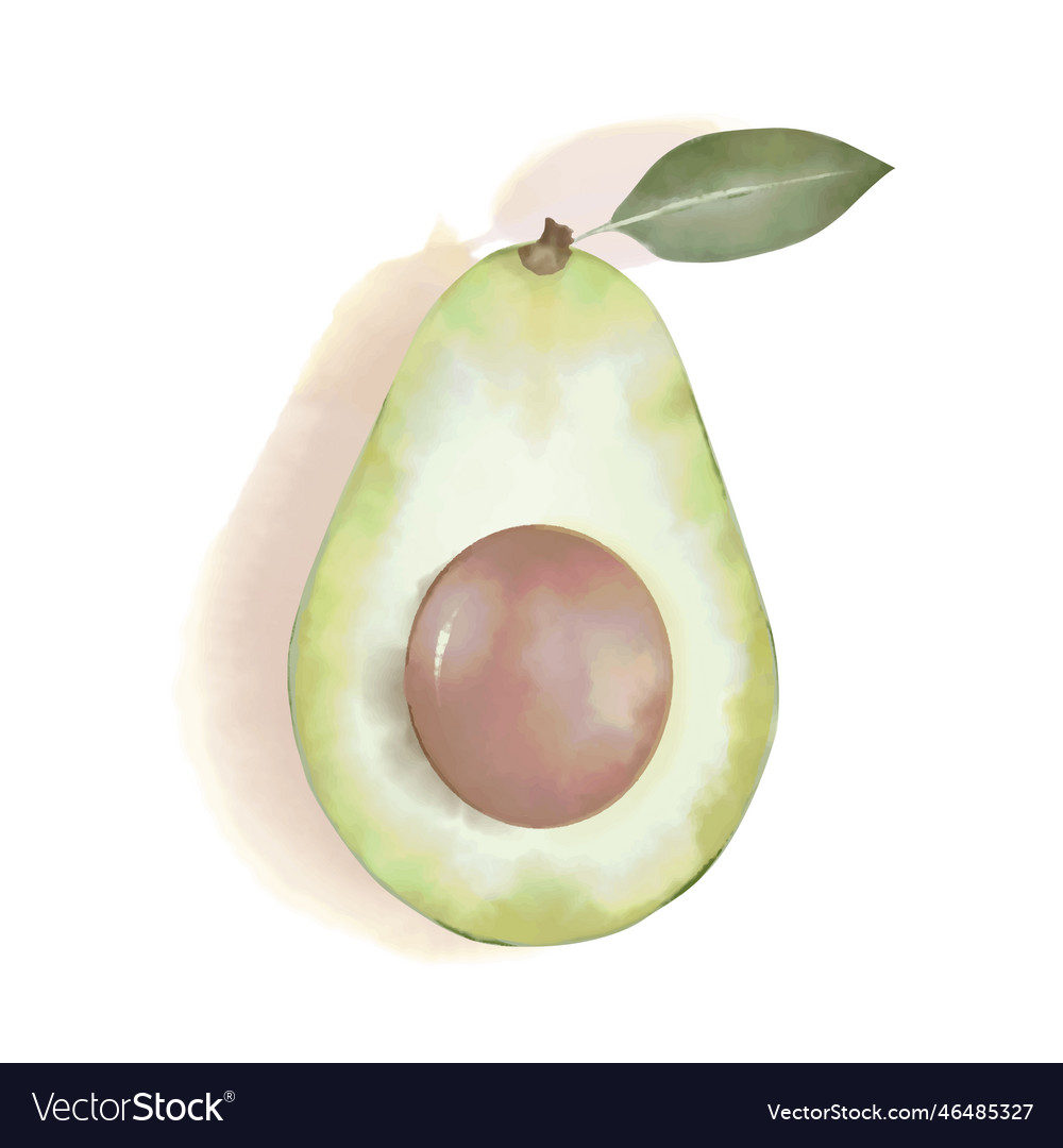 Avocado half in watercolor style