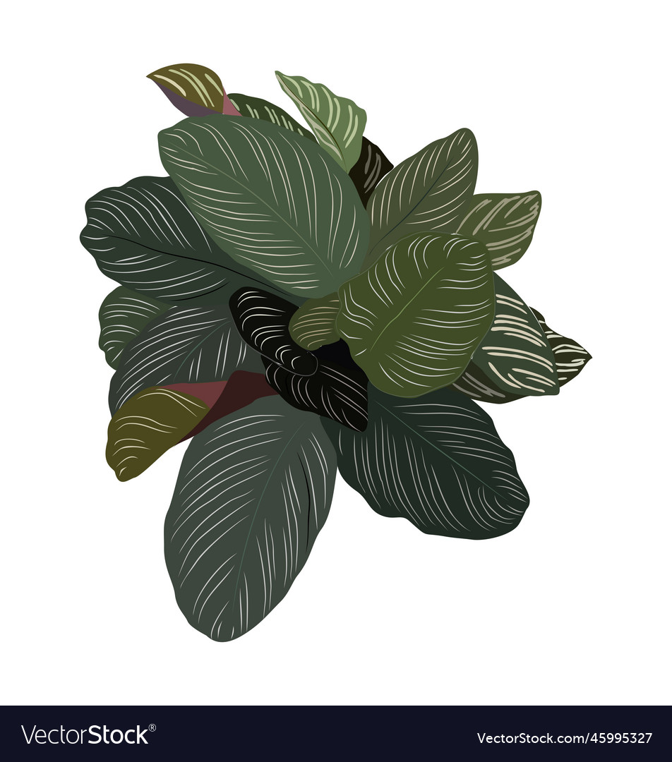 House plant calathea top view isolated Royalty Free Vector