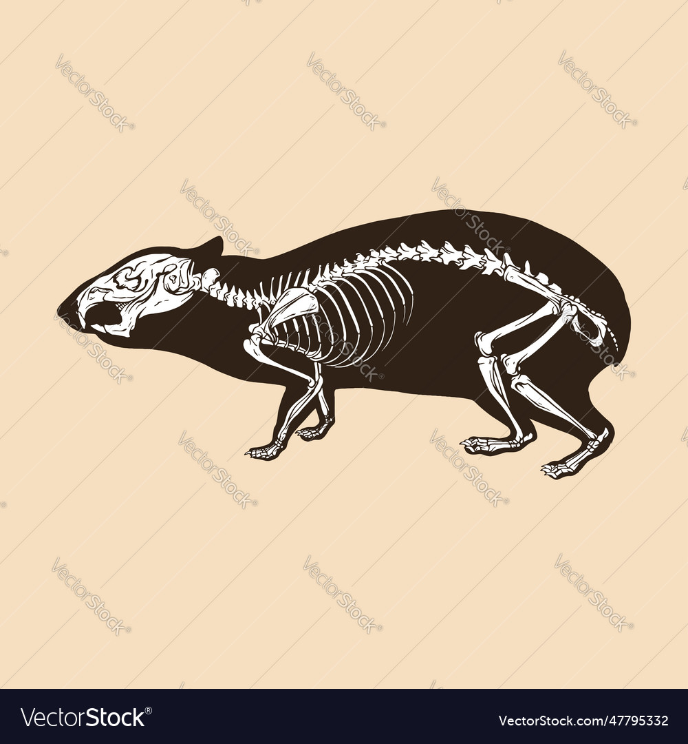 Skeleton cavia