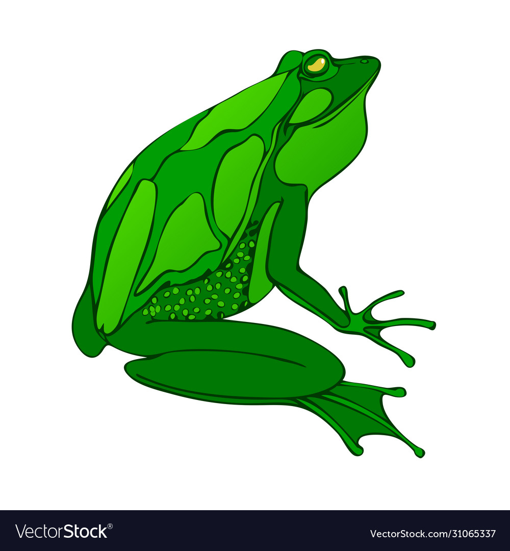 Грин фрог. Доминиканская квакша. Лягушка froggy. Лягушка мультяшная. Лягушка рисунок.