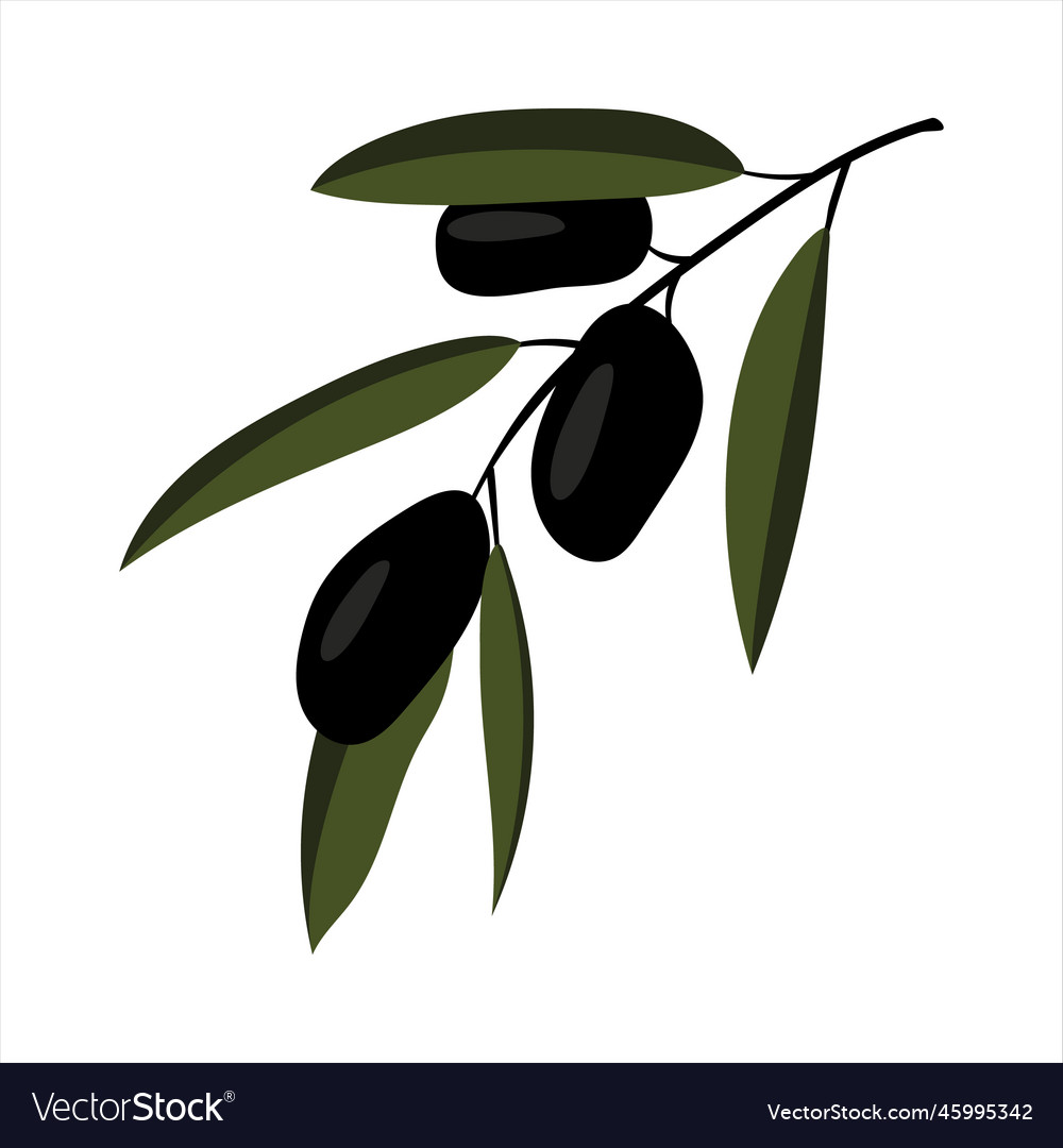 Olive branch Royalty Free Vector Image - VectorStock