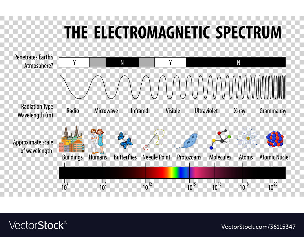 Science electromagnetic spectrum diagram on Vector Image