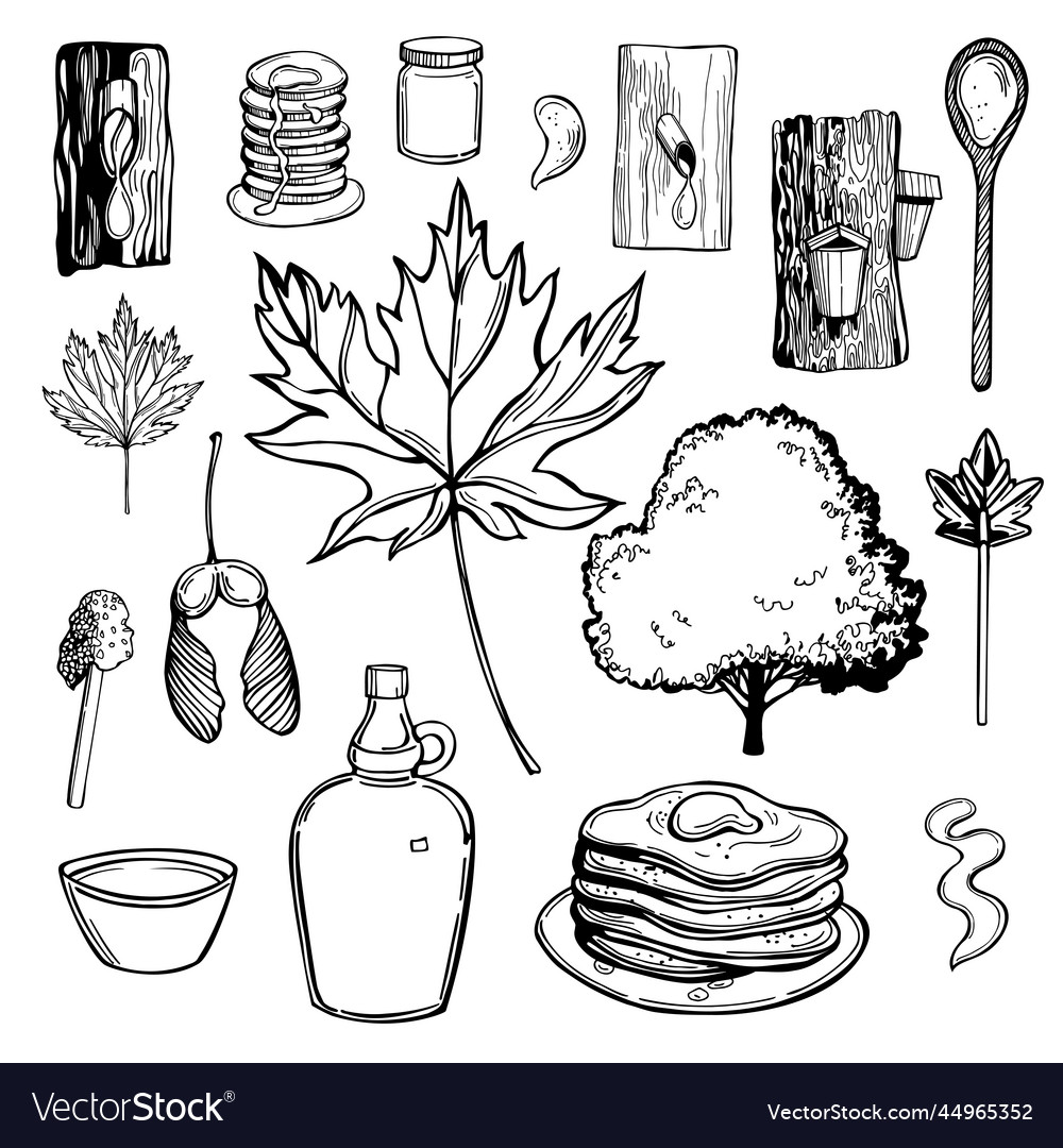 Maple syrup set sketch Royalty Free Vector Image