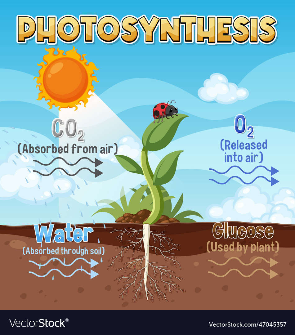 Diagram of photosynthesis for biology and life Vector Image