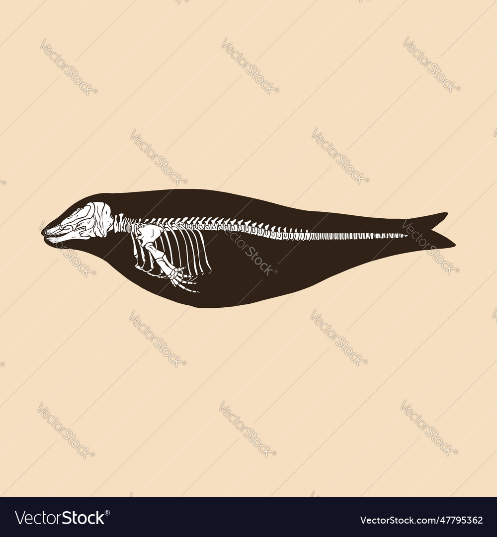 Skeleton narwhal female