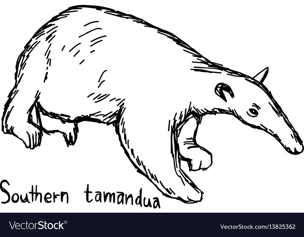 Southern tamandua transparent background PNG cliparts free