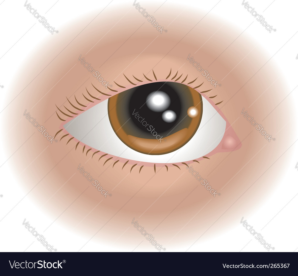 Eye icon Royalty Free Vector Image - VectorStock