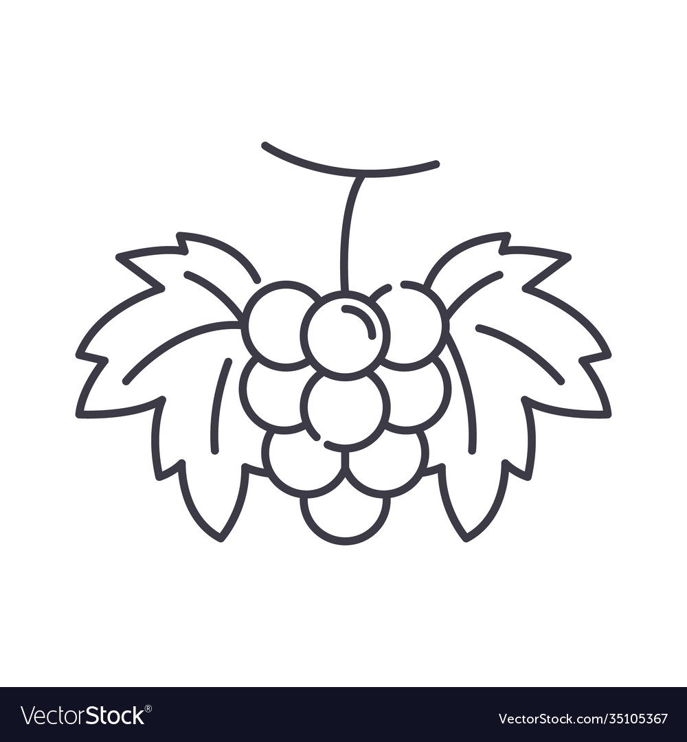 Grape icon linear isolated thin vector image Grape icon linear isolated thin