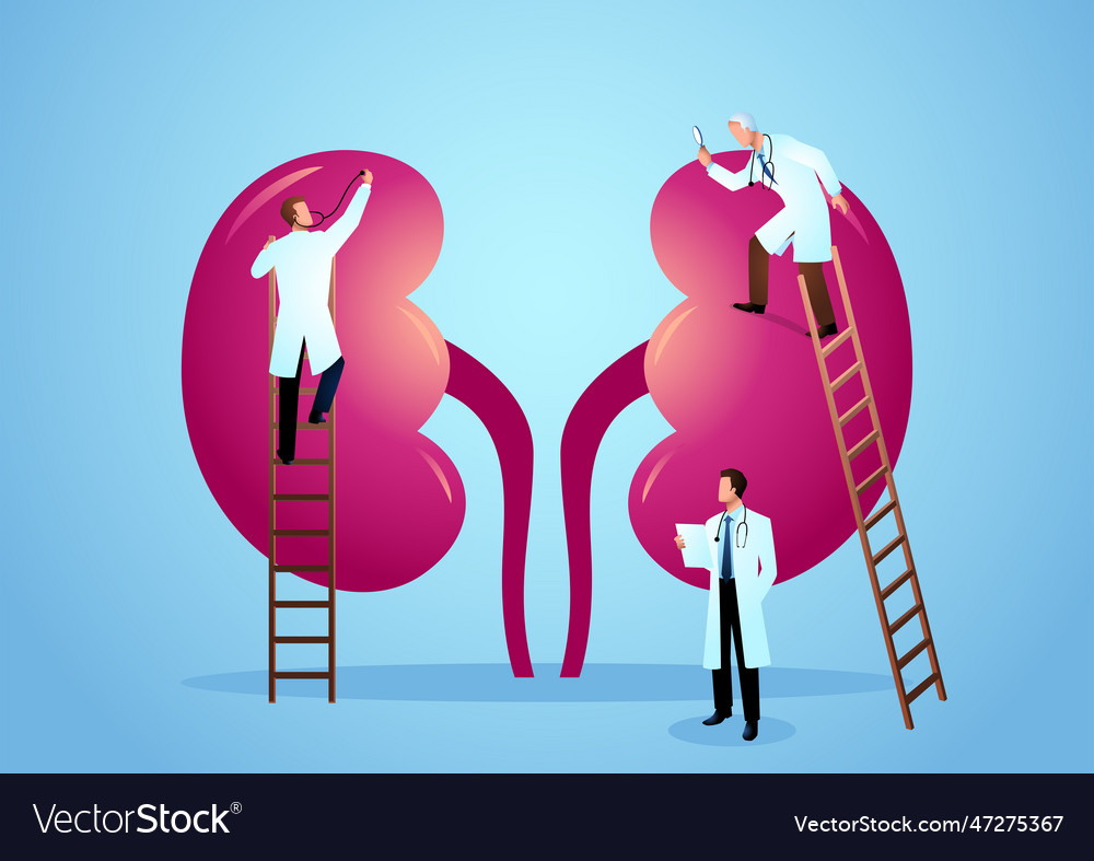 Graphic of team doctors diagnose human kidney Vector Image