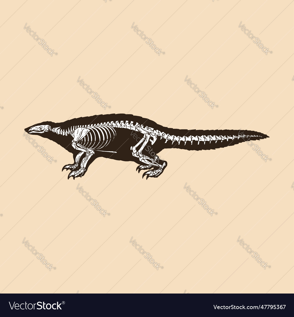 Skeleton pangolin Royalty Free Vector Image - VectorStock