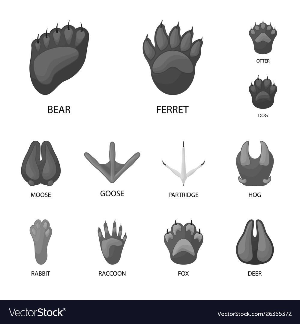 Isolated object wildlife and trace icon