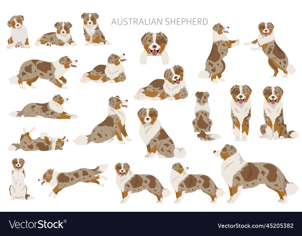 Australian shepherd clipart coat colors aussie