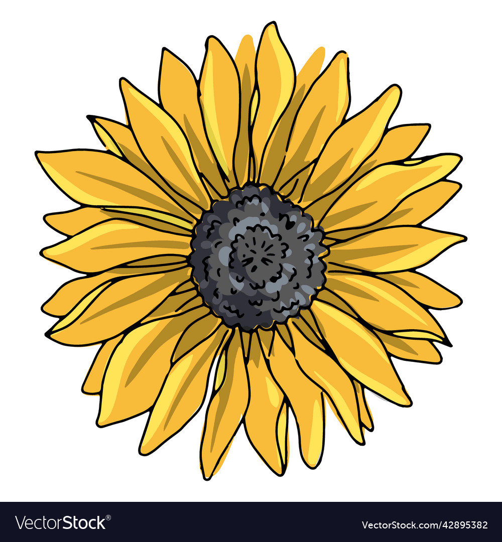 Single Sunflower High Quality Royalty Free Vector Image 0007