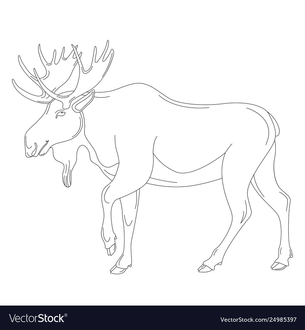 how to draw a moose