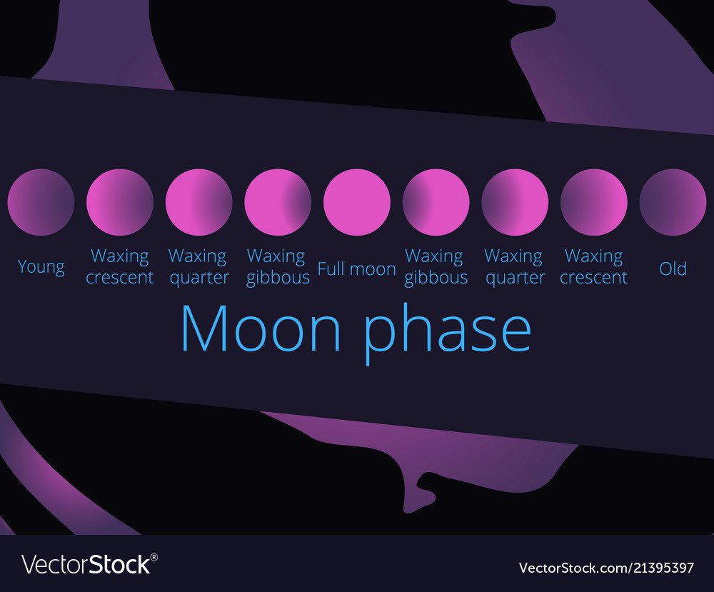 Phases of the moon from the crescent to full moon Vector Image