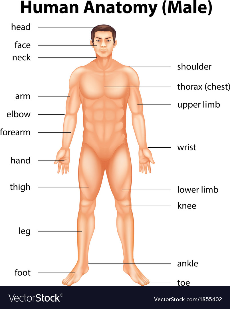 human-body-parts-royalty-free-vector-image-vectorstock