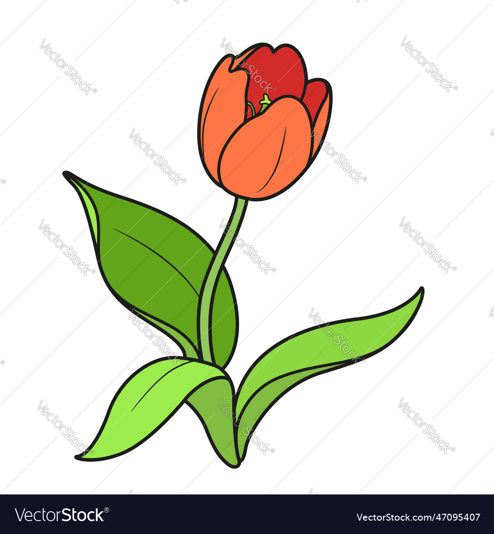 Blossoming tulip flower color variation isolated