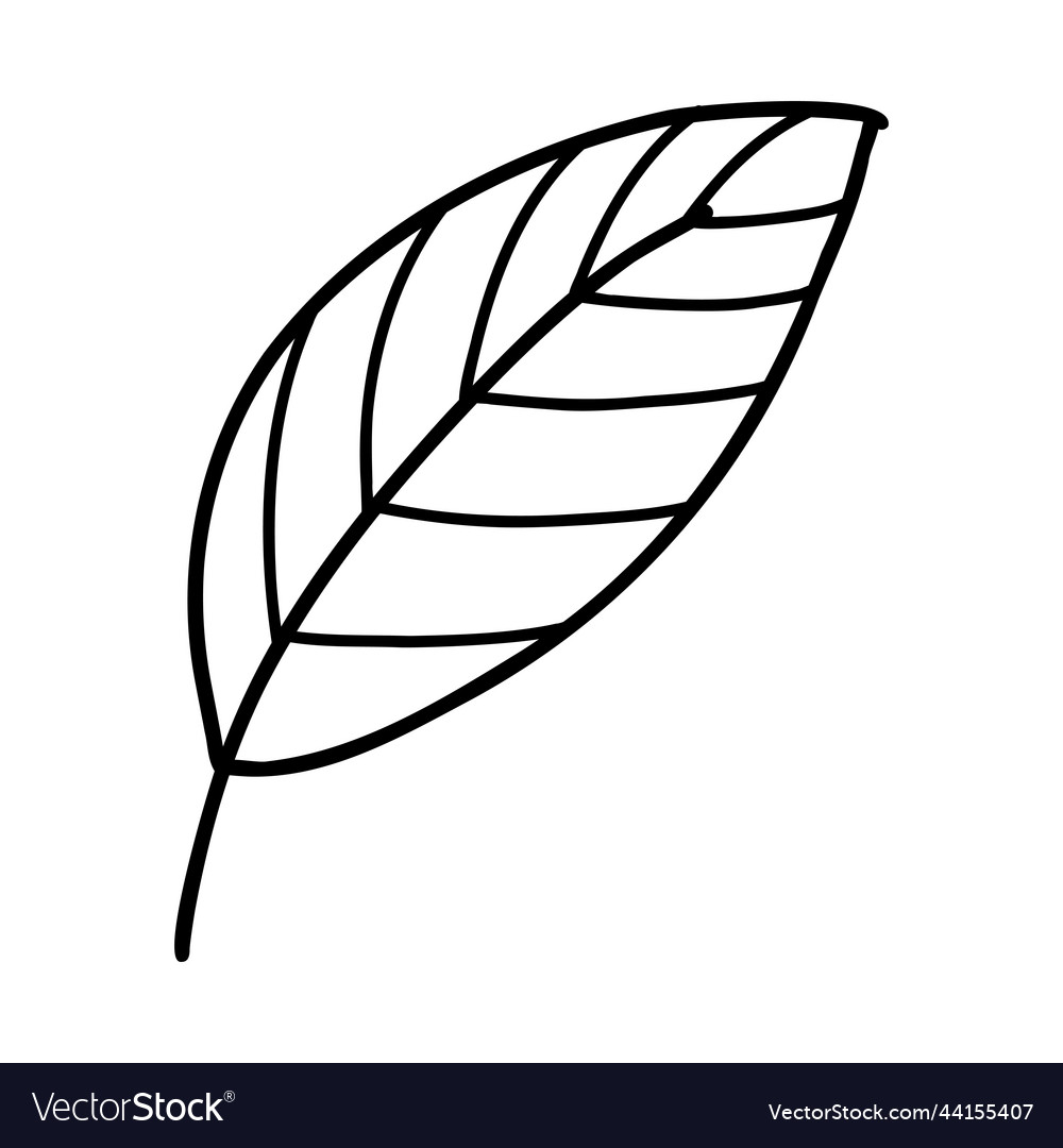 Doodle line leaf of linear leaves Royalty Free Vector Image