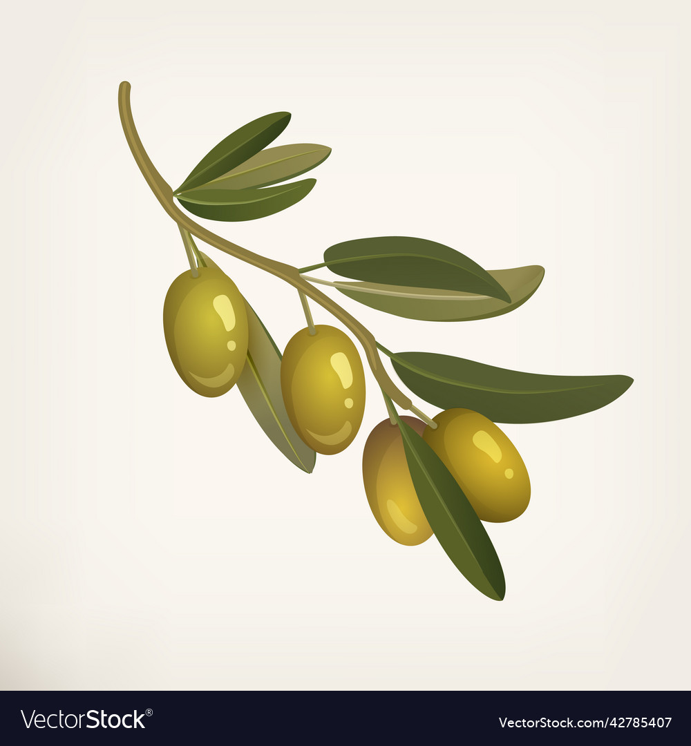 Realistic olive tree branch berries or fruits Vector Image