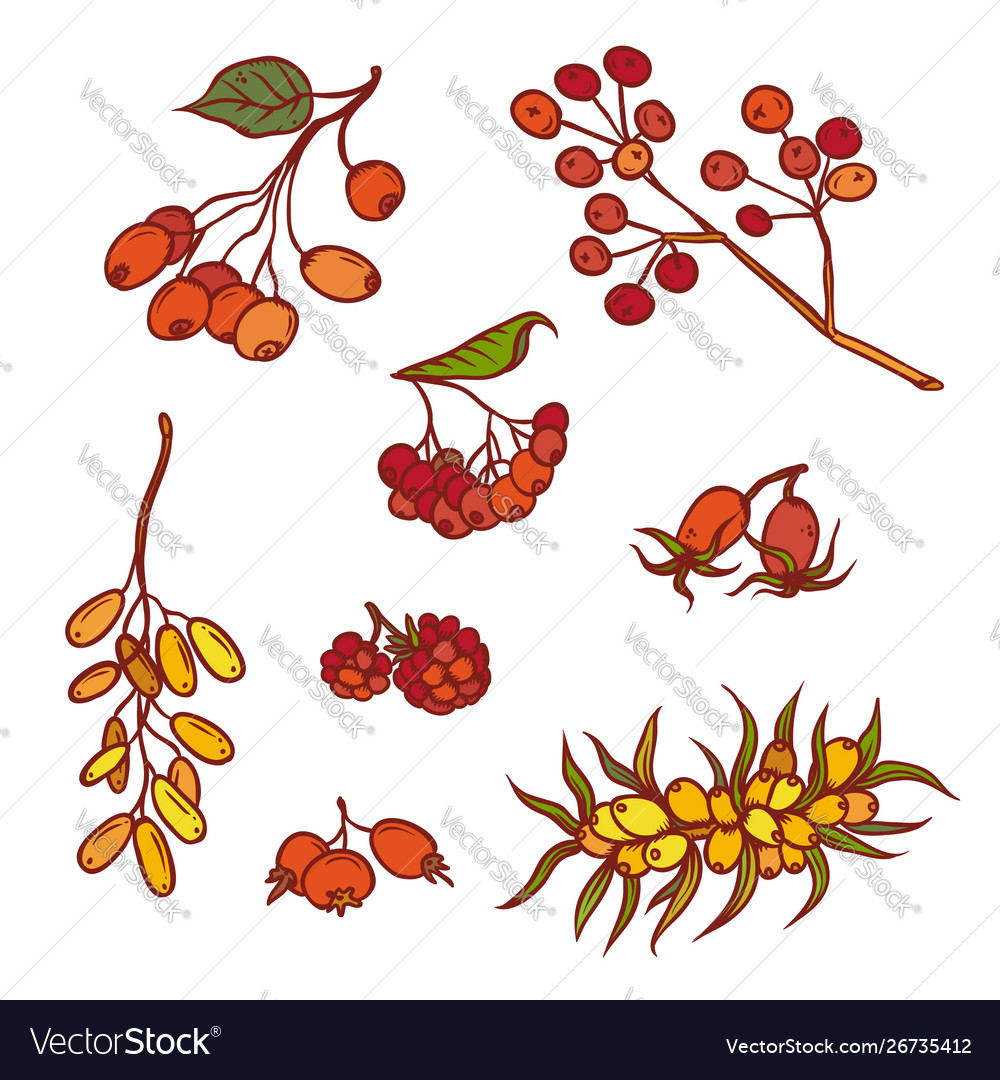 Autumn bunch wild berries set september or october