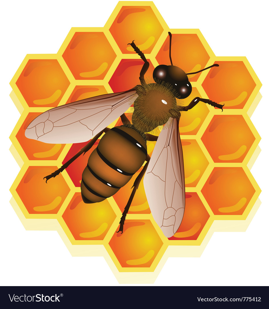 Bee With Honeycomb Royalty Free Vector Image - Vectorstock