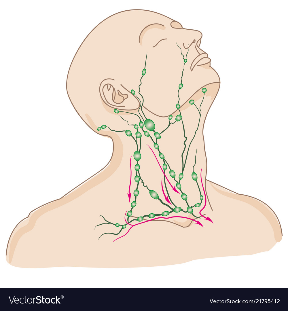 neck lymph nodes