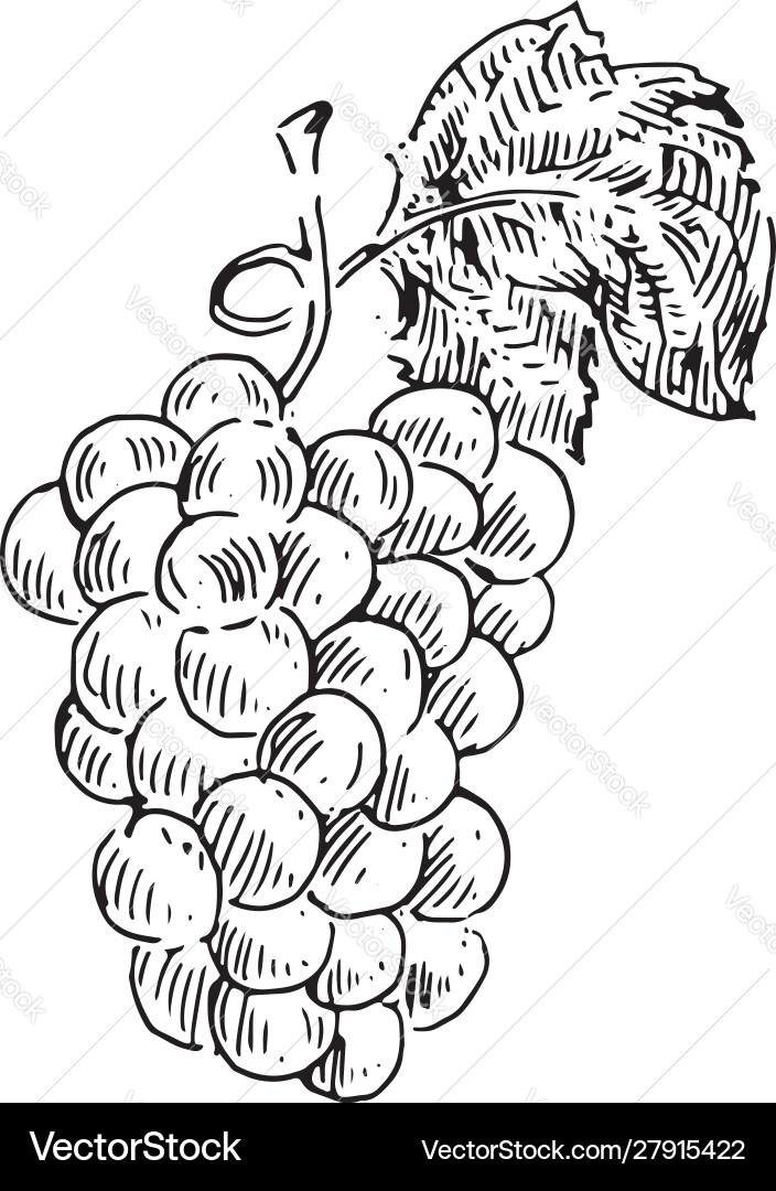 Bunch grapes Royalty Free Vector Image - VectorStock