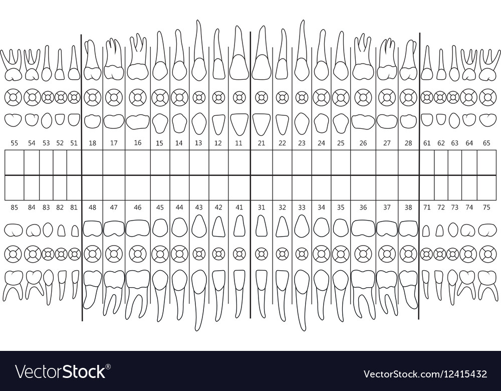 Tooth formula teeth Royalty Free Vector Image - VectorStock