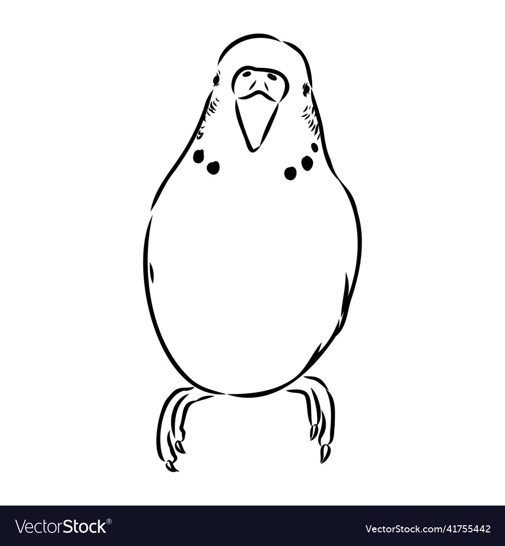 A cute budgie sits on perch sketch for design