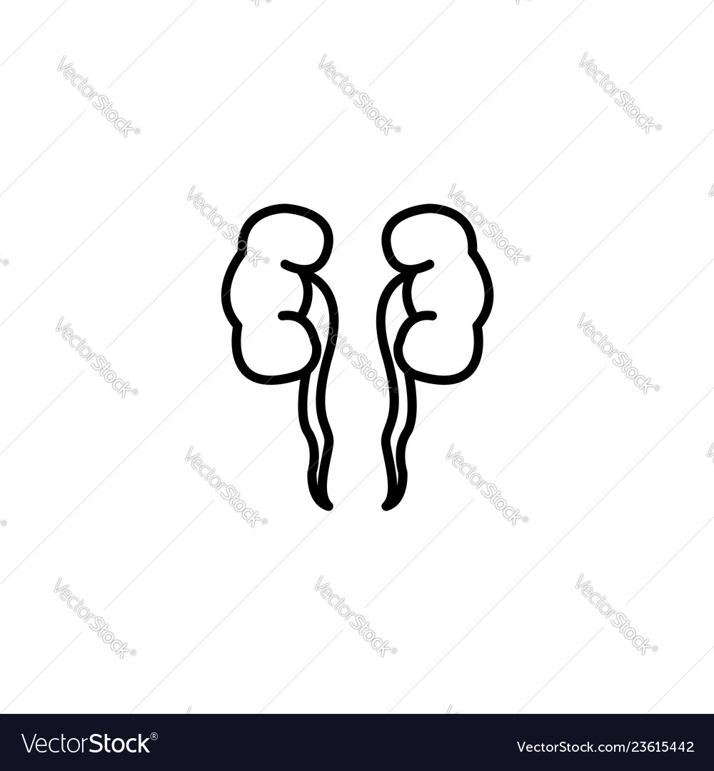 Web line icon kidneys black on white background