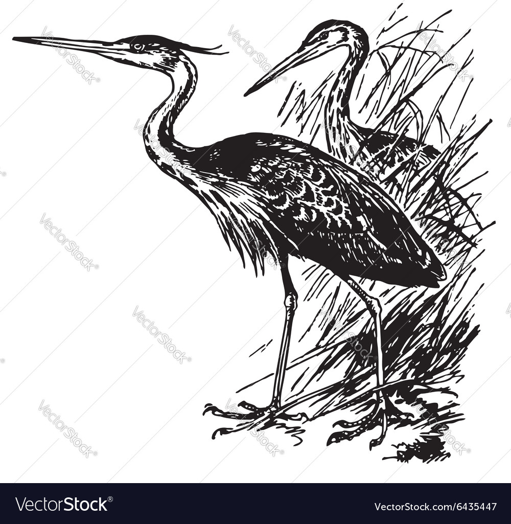 Bird Royalty Free Vector Image - VectorStock