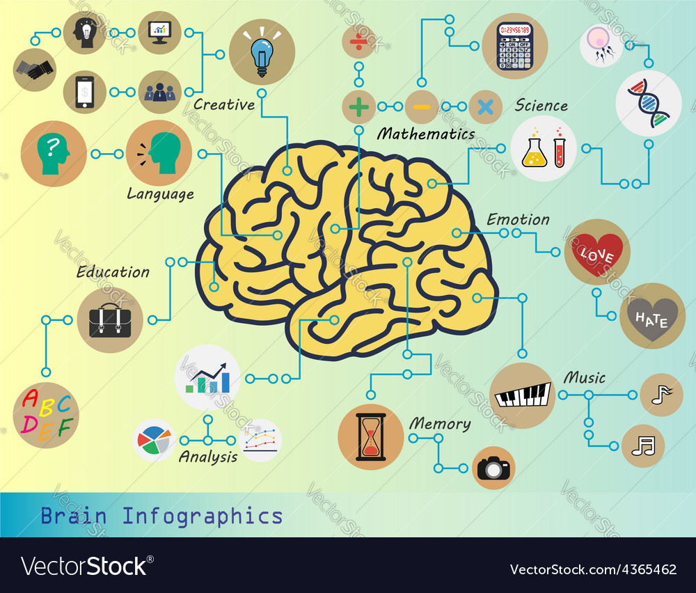 Brain infographic Royalty Free Vector Image - VectorStock