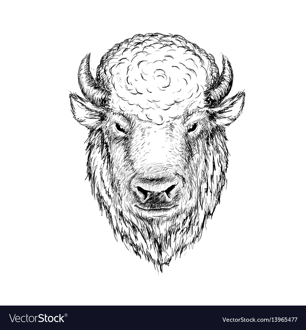 head of buffalo.Face of bison,bull.Graphic sketch hand drawn vector illustr...