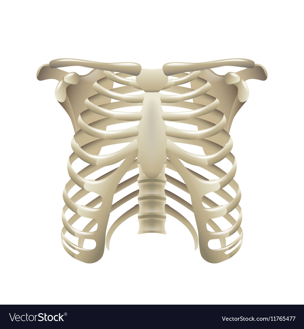 Rib cage isolated on white Royalty Free Vector Image