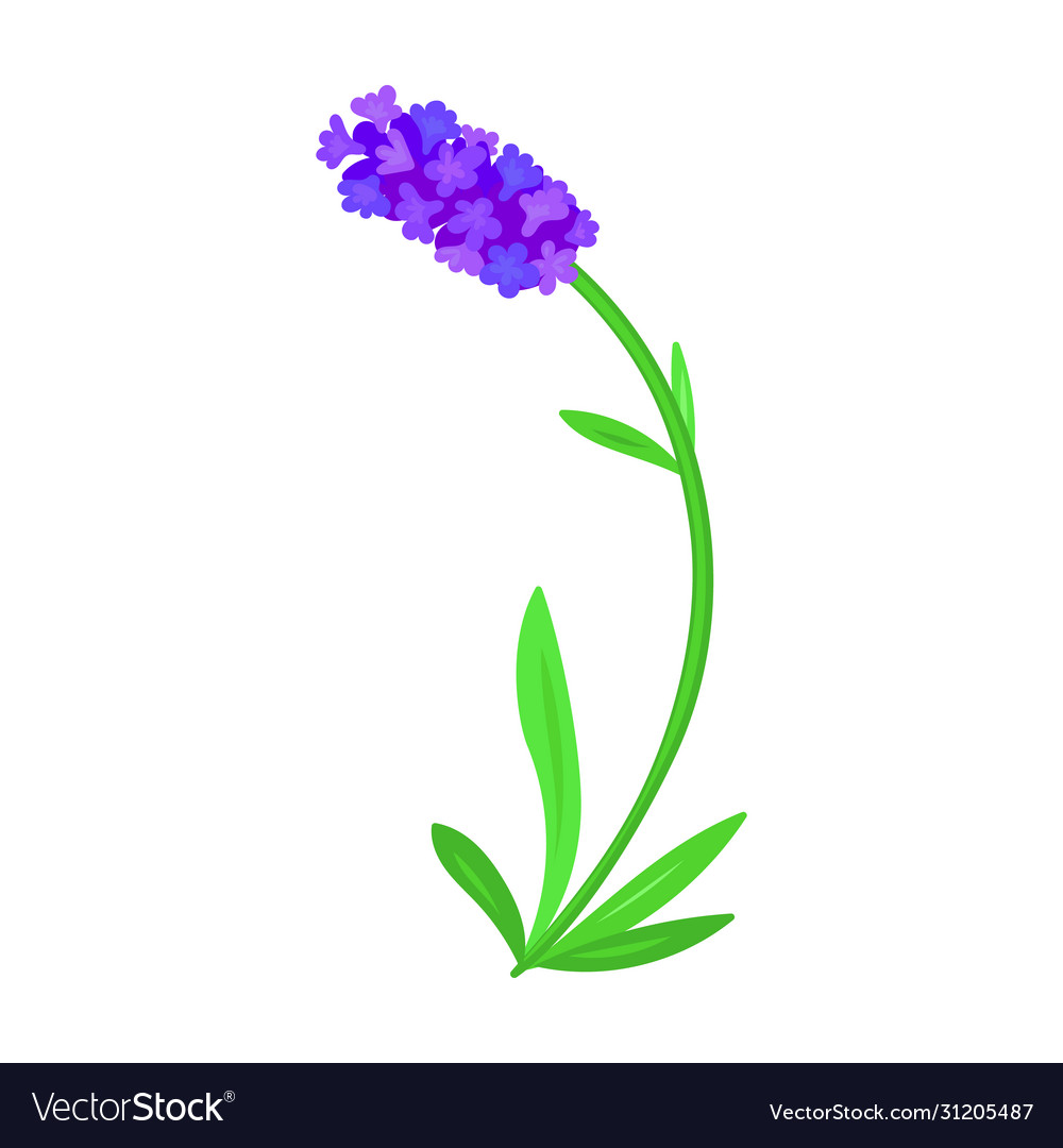 Lavender iconcartoon icon isolated