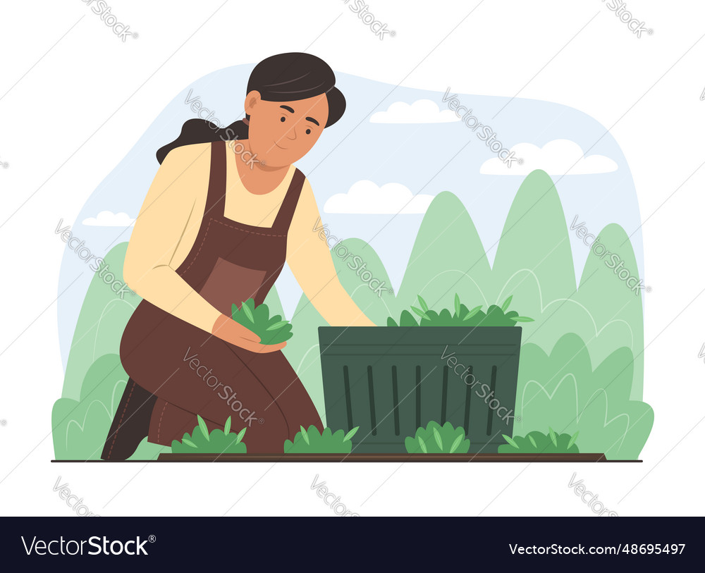 Farmer woman picking fresh organic vegetables vector image Farmer woman picking fresh organic vegetables