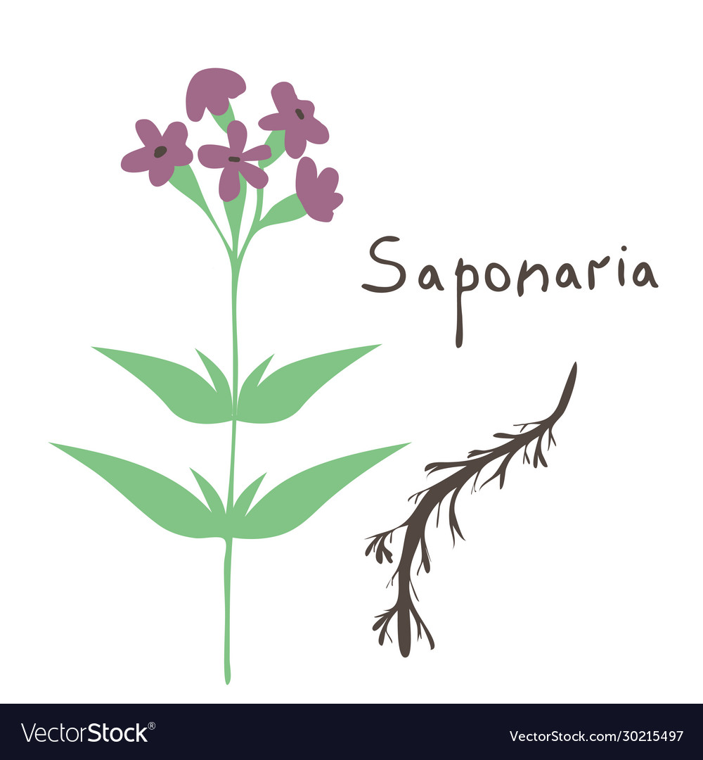 Saponaria isolated