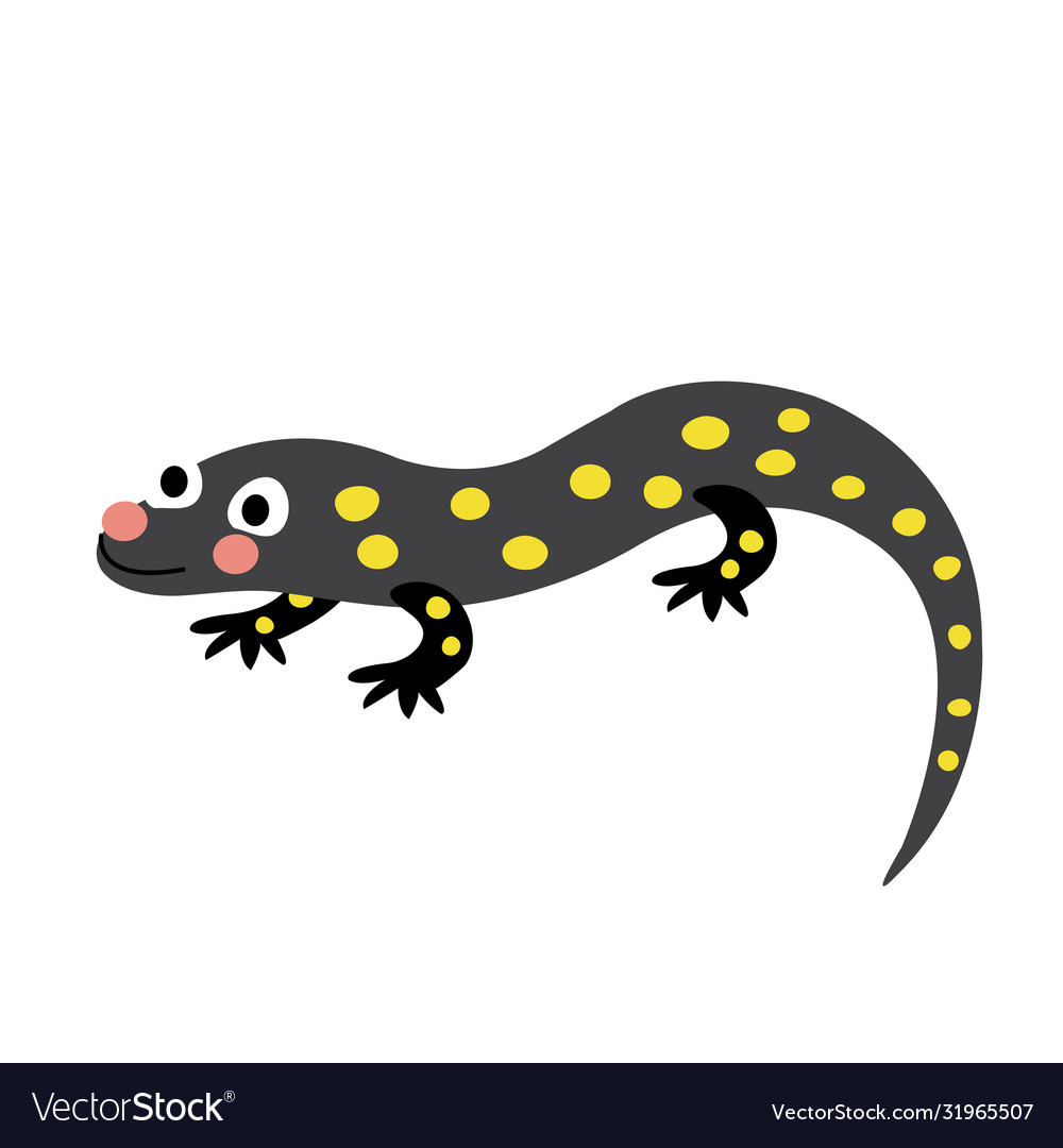 Salamander animal cartoon character Royalty Free Vector Salamander animal cartoon character Royalty Free Vector