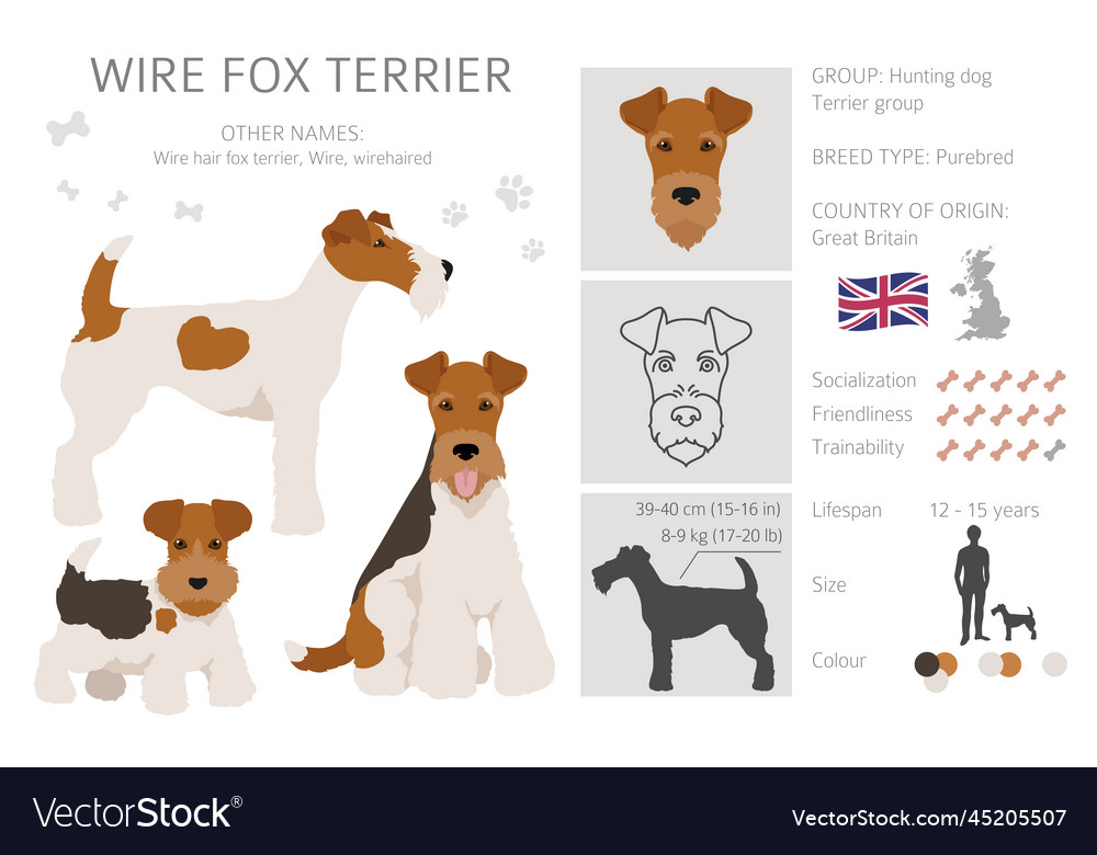 Wire fox terrier clipart different poses coat Vector Image