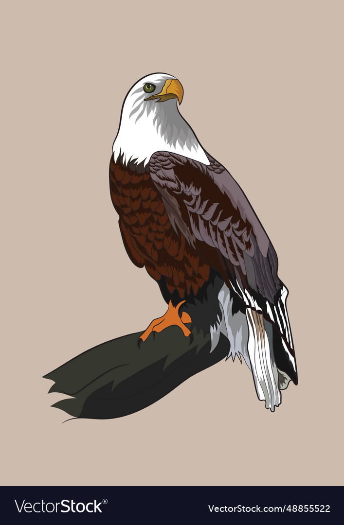 Bald Eagle Royalty Free Vector Image Vectorstock