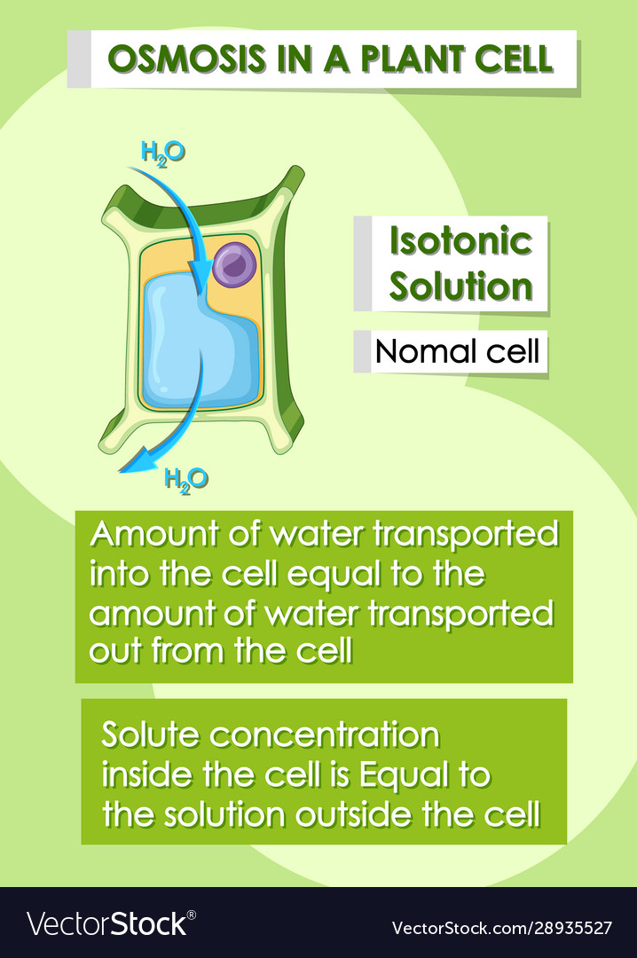 diagram-showing-osmosis-in-plant-cell-royalty-free-vector