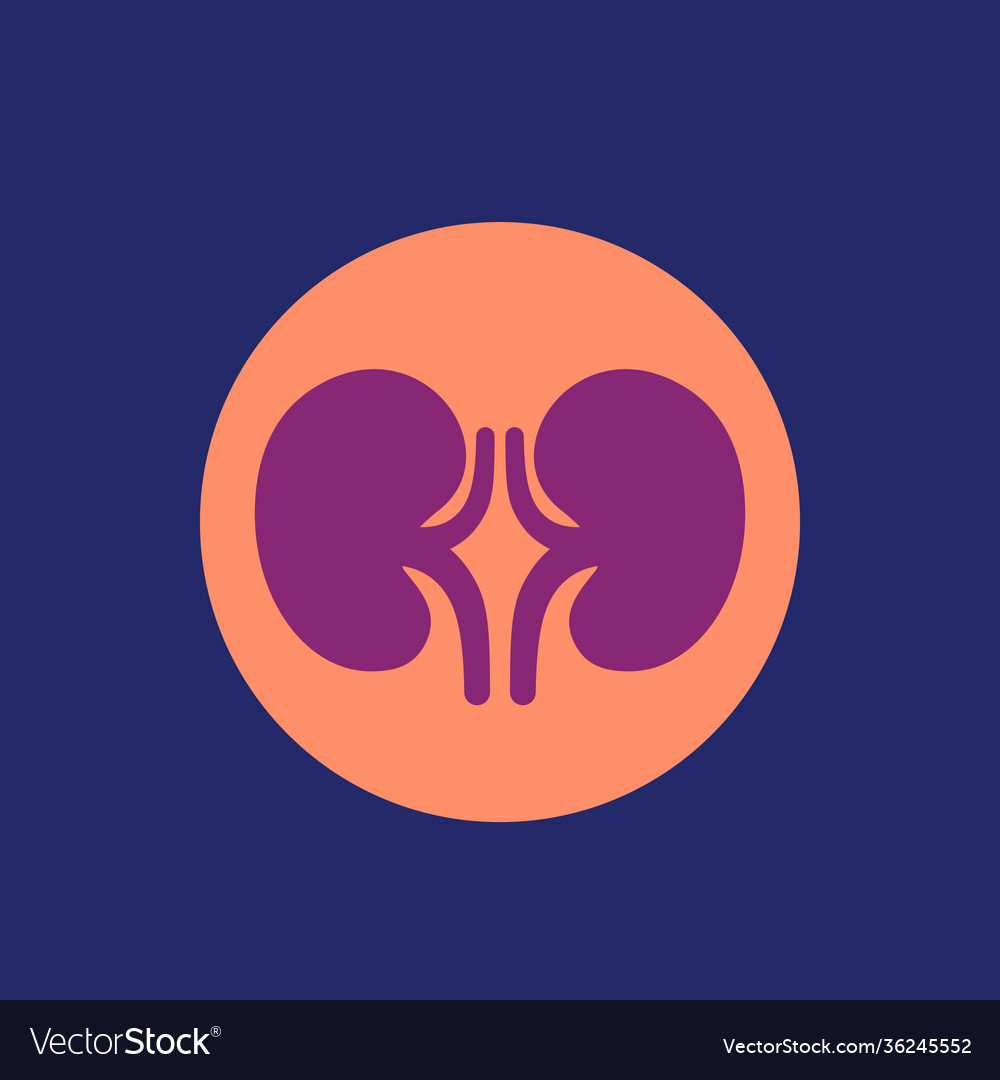 Kidneys and nephrology icon Royalty Free Vector Image