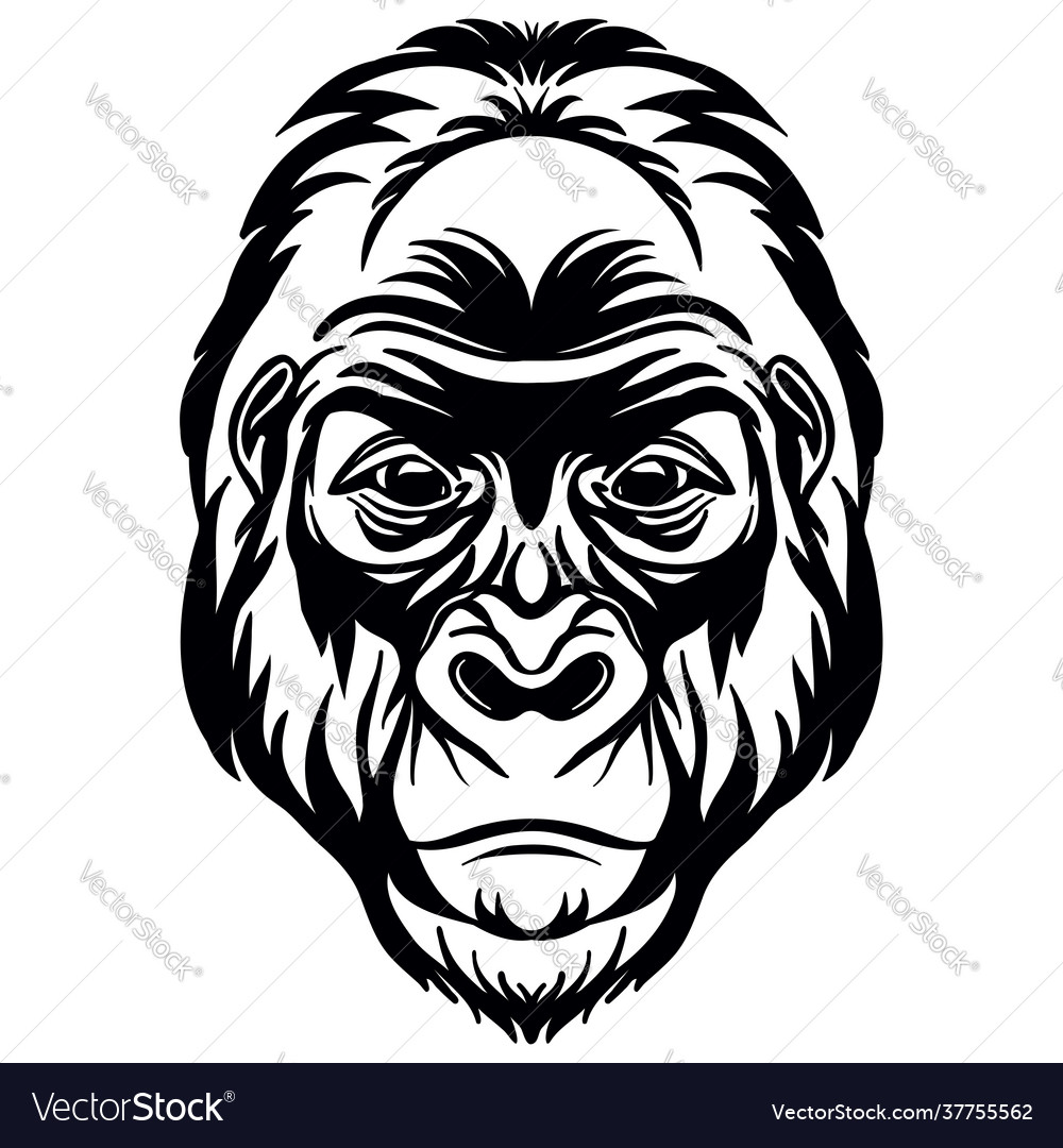 Head mascot gorilla isolated on white vector image Head mascot gorilla isolated on white