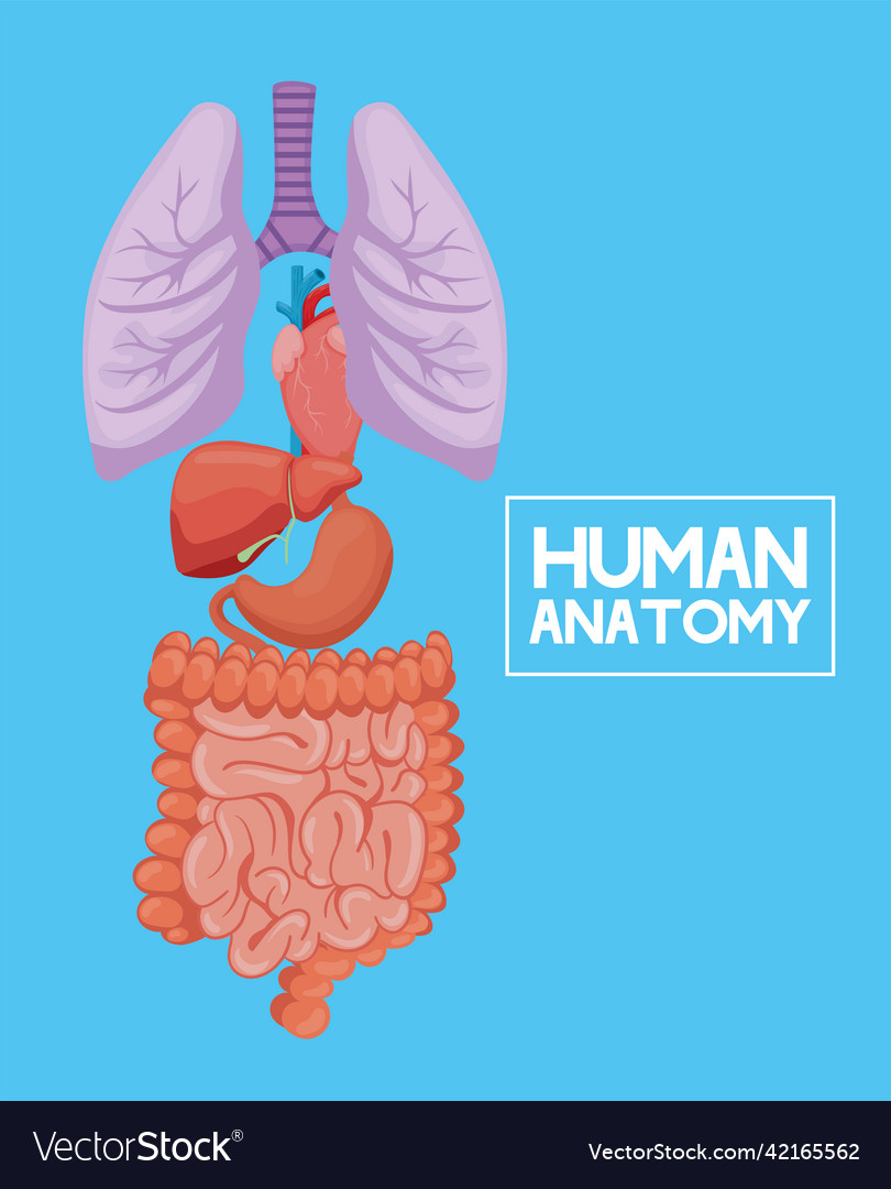 Human anatomy organs Royalty Free Vector Image