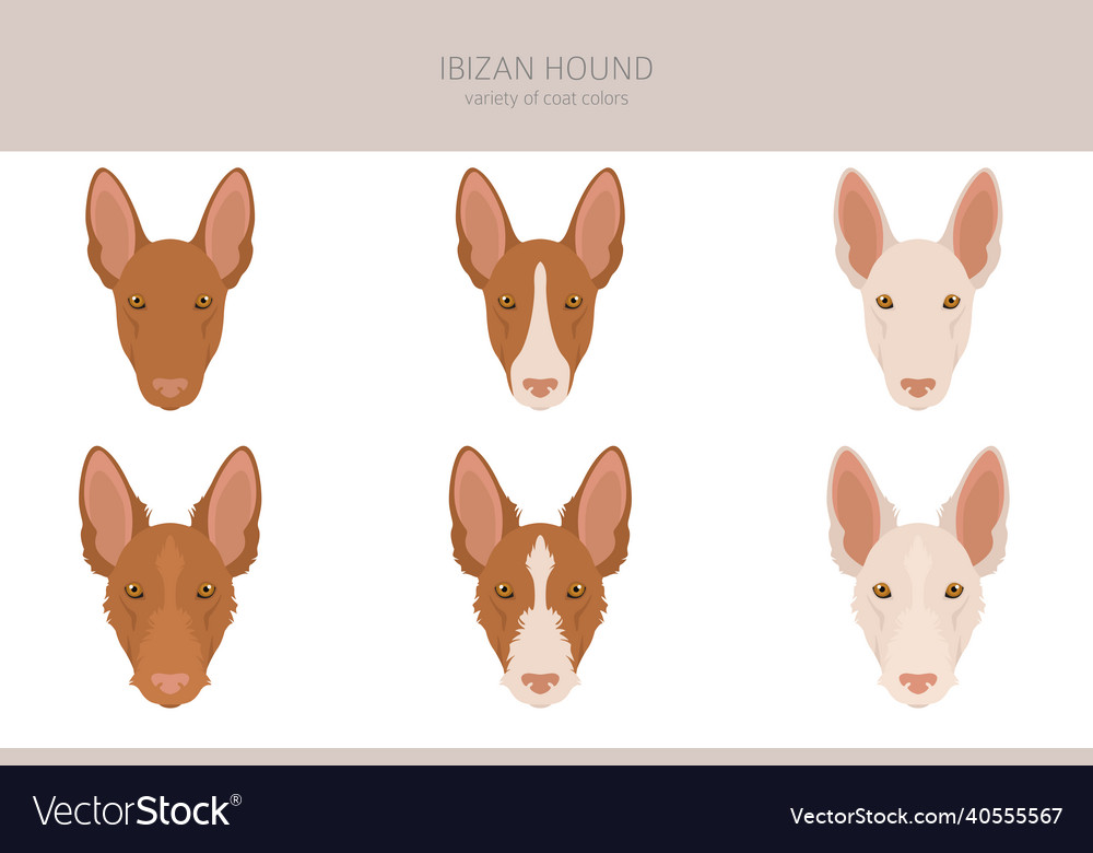 Ibizan hound clipart different poses coat colors Vector Image