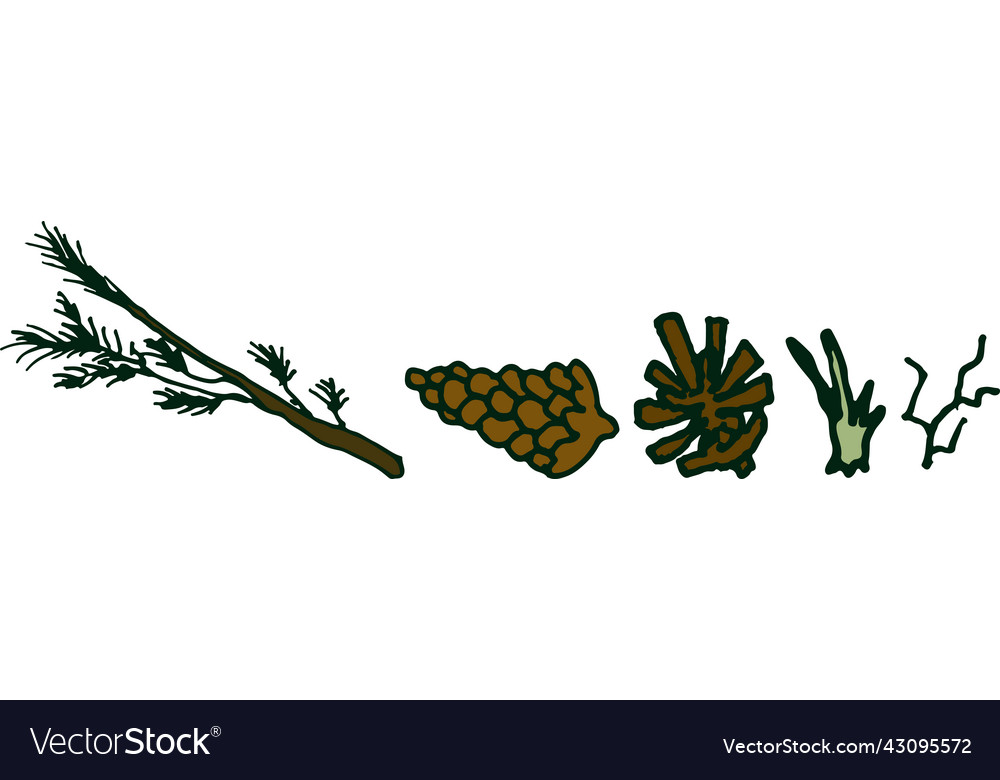A set of forest spruce with an outline branch
