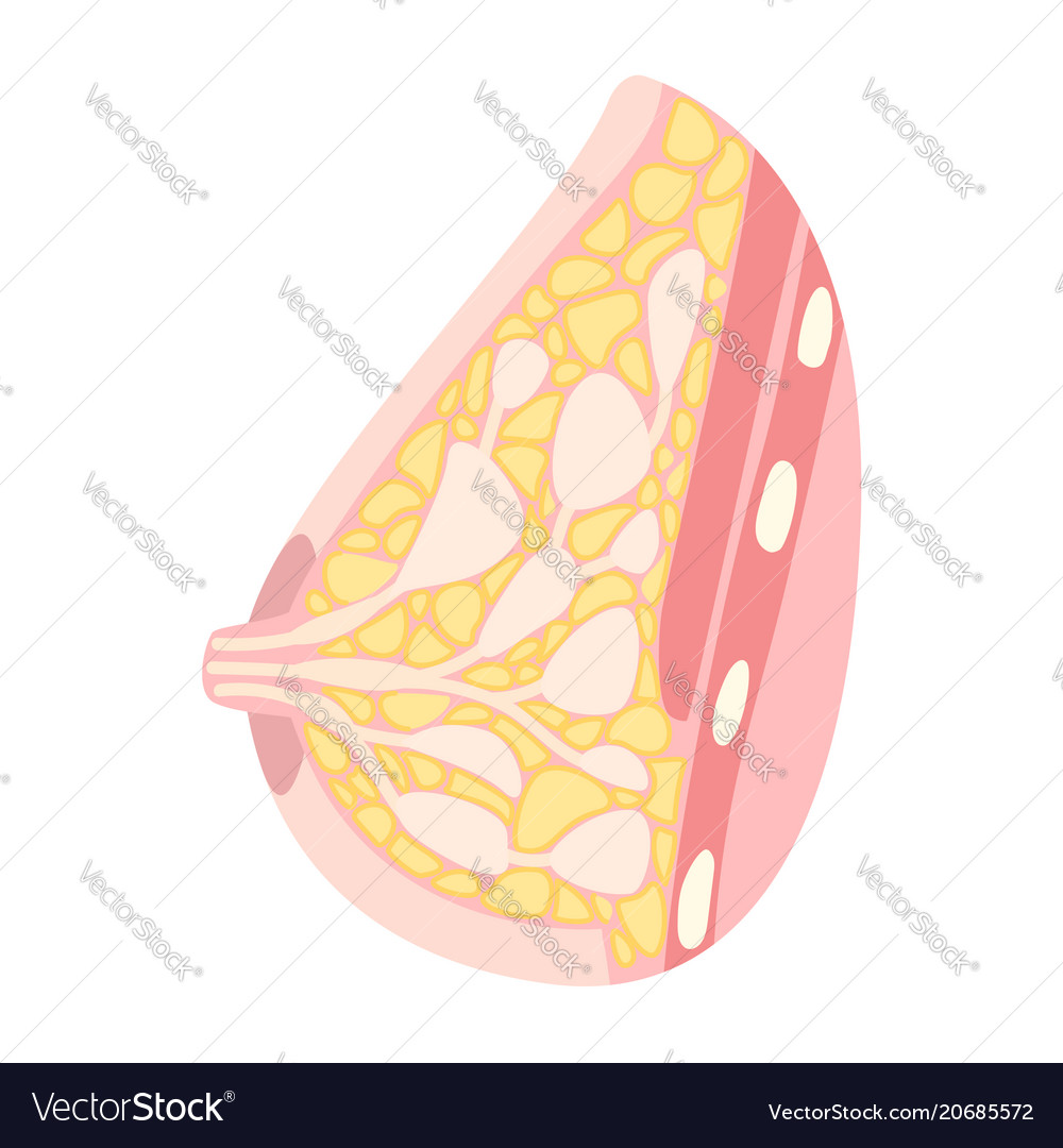 Female breast anatomy Royalty Free Vector Image