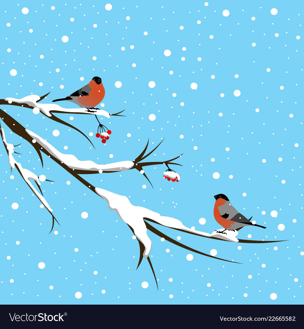 Bullfinch under the snowfall